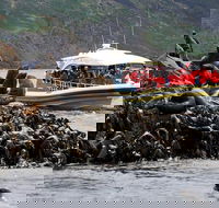 3-Hour Bruny Island Cruise from Adventure Bay - Accommodation NT
