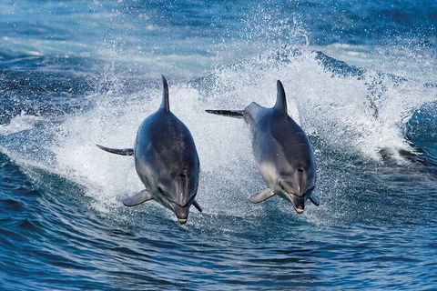 3-Hour Bruny Island Cruise From Adventure Bay - Accommodation NT 3