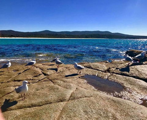 5-Day Lap Of Tasmania Tour From Hobart (flexible Ticket) - Accommodation NT 4