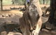 Cruise Ship Special Ex Hobart: Mt Wellington, Richmond, Bonorong With Free WiFi - thumb 2