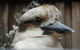 Cruise Ship Special Ex Hobart: Mt Wellington, Richmond, Bonorong With Free WiFi - thumb 12