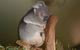 Cruise Ship Special Ex Hobart: Mt Wellington, Richmond, Bonorong With Free WiFi - thumb 13