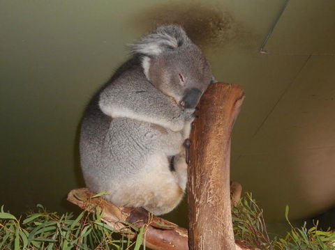 Cruise Ship Special Ex Hobart: Mt Wellington, Richmond, Bonorong With Free WiFi - Accommodation NT 13