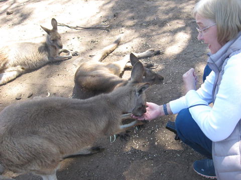 Cruise Ship Special Ex Hobart: Mt Wellington, Richmond, Bonorong With Free WiFi - Accommodation NT 8