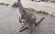 Cruise Ship Special Ex Hobart: Mt Wellington, Richmond, Bonorong With Free WiFi - thumb 14