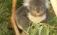 Cruise Ship Special Ex Hobart: Mt Wellington, Richmond, Bonorong With Free WiFi - thumb 5