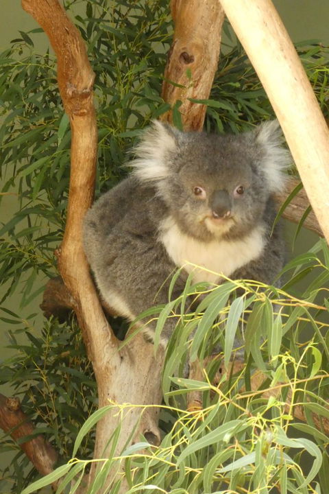 Cruise Ship Special Ex Hobart: Mt Wellington, Richmond, Bonorong With Free WiFi - Accommodation NT 5