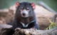 Cruise Ship Special Ex Hobart: Mt Wellington, Richmond, Bonorong With Free WiFi - thumb 24