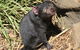 Small-Group Tour From Hobart: Mt Wellington, Bonorong Wildlife Park And Richmond - thumb 7