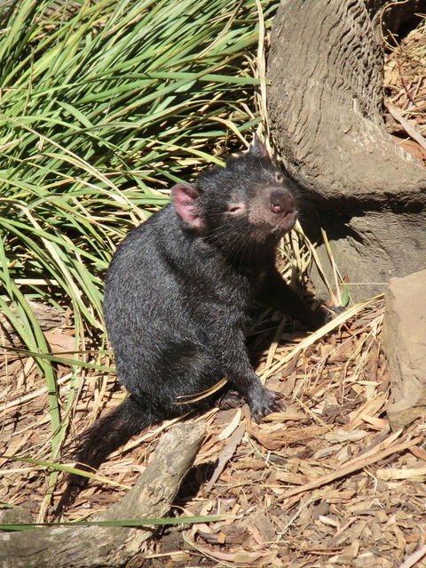 Small-Group Tour From Hobart: Mt Wellington, Bonorong Wildlife Park And Richmond - Accommodation NT 7