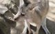 Small-Group Tour From Hobart: Mt Wellington, Bonorong Wildlife Park And Richmond - thumb 6