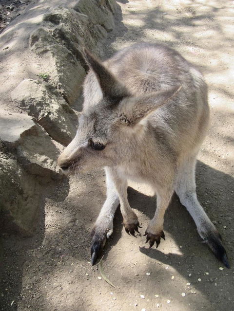Small-Group Tour From Hobart: Mt Wellington, Bonorong Wildlife Park And Richmond - Accommodation NT 6