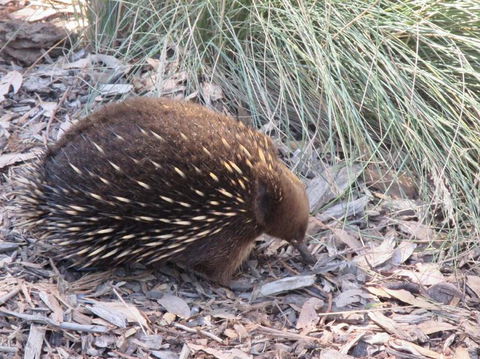 Small-Group Tour From Hobart: Mt Wellington, Bonorong Wildlife Park And Richmond - Accommodation NT 9