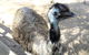 Small-Group Tour From Hobart: Mt Wellington, Bonorong Wildlife Park And Richmond - thumb 18