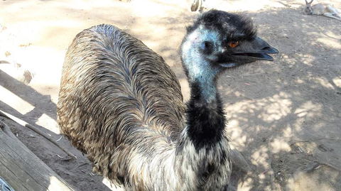 Small-Group Tour From Hobart: Mt Wellington, Bonorong Wildlife Park And Richmond - Accommodation NT 18