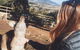 Small-Group Tour From Hobart: Mt Wellington, Bonorong Wildlife Park And Richmond - thumb 4