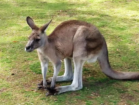 Small-Group Tour From Hobart: Mt Wellington, Bonorong Wildlife Park And Richmond - Accommodation NT 17