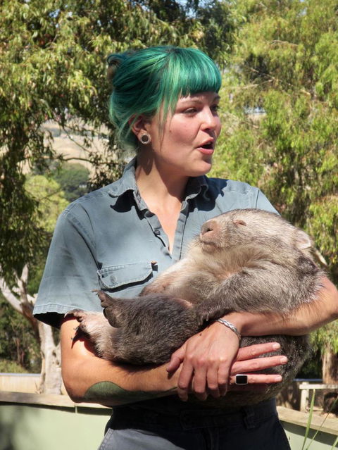 Small-Group Tour From Hobart: Mt Wellington, Bonorong Wildlife Park And Richmond - Accommodation NT 8