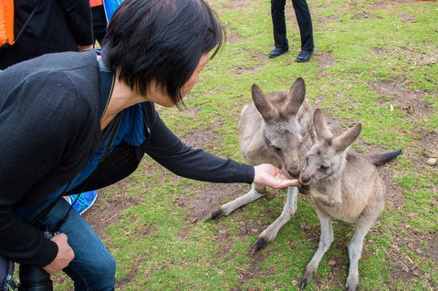 Small-Group Tour From Hobart: Mt Wellington, Bonorong Wildlife Park And Richmond - Accommodation NT 15