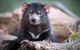 Small-Group Tour From Hobart: Mt Wellington, Bonorong Wildlife Park And Richmond - thumb 26