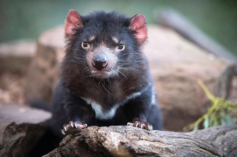 Small-Group Tour From Hobart: Mt Wellington, Bonorong Wildlife Park And Richmond - Accommodation NT 26