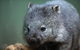 Small-Group Tour From Hobart: Mt Wellington, Bonorong Wildlife Park And Richmond - thumb 28