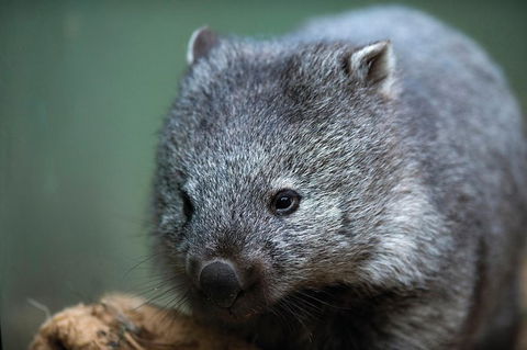 Small-Group Tour From Hobart: Mt Wellington, Bonorong Wildlife Park And Richmond - Accommodation NT 28