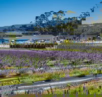Private Tasman Peninsula Cruise Ship Tour from Port Arthur - Accommodation NT
