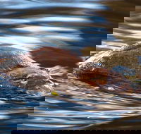 Wild-Platypus 2 hour wildlife tour - Accommodation NT