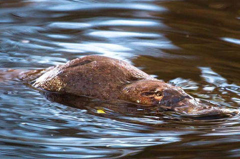 Wild-Platypus 2 Hour Wildlife Tour - Accommodation NT 0