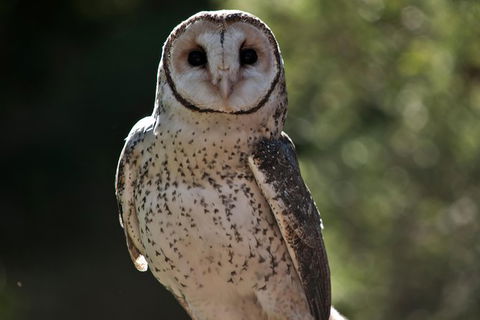 Spotlight Tour (2 Hours, $120 Per Person) - Accommodation NT 7