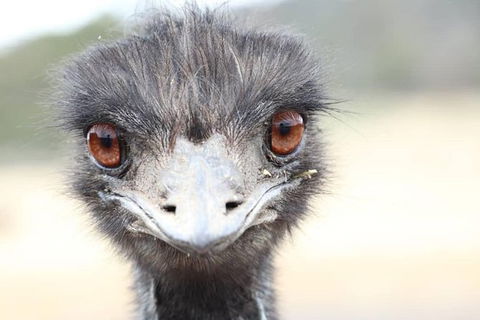 ZOODOO ZOO Tour, Meet The Famous Tasmanian Devil, Cuddle A Kangaroo, Feed A Lion - Accommodation NT 1