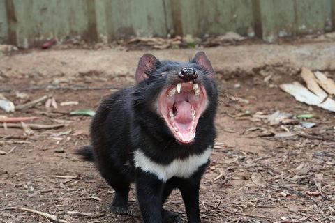 ZOODOO ZOO Tour, Meet The Famous Tasmanian Devil, Cuddle A Kangaroo, Feed A Lion - Accommodation NT 0