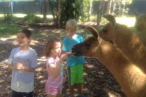 Unguided Family Llama Walk - Accommodation NT 0