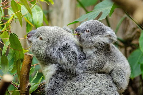 Hobart\'s Best: City, Nature, Wildlife, And Fine Cuisine - Accommodation NT 0