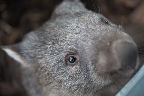 Hobart\'s Best: City, Nature, Wildlife, And Fine Cuisine - Accommodation NT 7