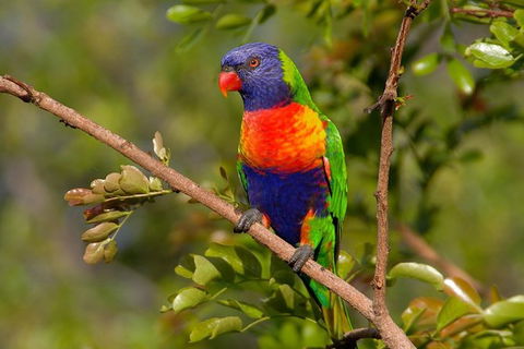 Hobart\'s Best: City, Nature, Wildlife, And Fine Cuisine - Accommodation NT 3