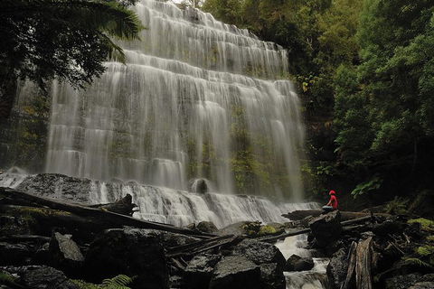 Guided Shore Excursion: Mt Field National Park Salmon Ponds Bonorong Wildlife - Accommodation NT 0