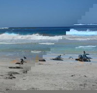 Kangaroo Island in a Day Tour from Adelaide - Accommodation NT
