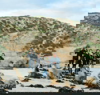 Small-Group Kangaroo Island 4WD Tour from Adelaide - Accommodation NT