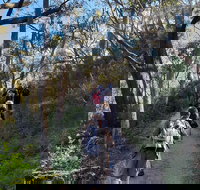 Mount Lofty Hike and Cleland Wildlife Park Day Trip from Adelaide - Accommodation NT