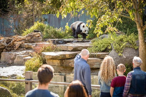 Adelaide Zoo Behind The Scenes Experience: Panda And Friends Tour - Accommodation NT 0
