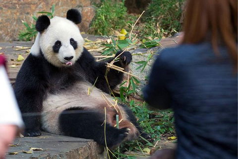 Adelaide Zoo Behind The Scenes Experience: Panda And Friends Tour - Accommodation NT 1
