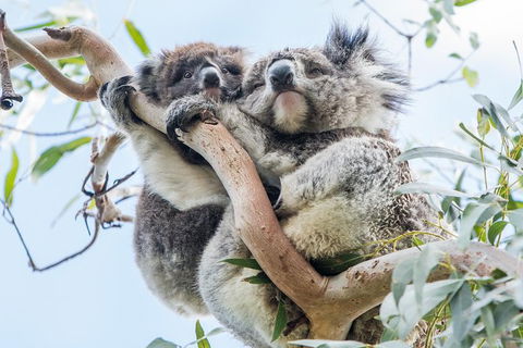 Adelaide To Melbourne 3-Day Trip Through Grampians And Great Ocean Road - NT Tourism 1