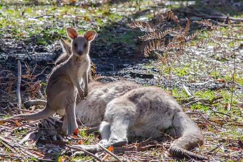 Adelaide To Melbourne 3-Day Trip Through Grampians And Great Ocean Road - NT Tourism 5