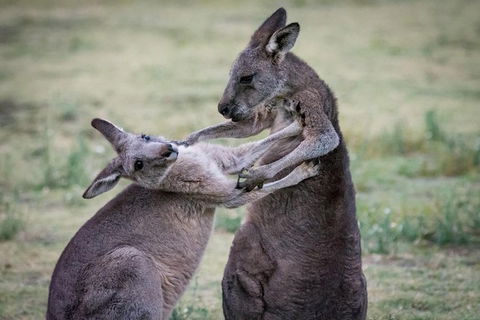 Adelaide To Melbourne 3-Day Trip Through Grampians And Great Ocean Road - NT Tourism 10