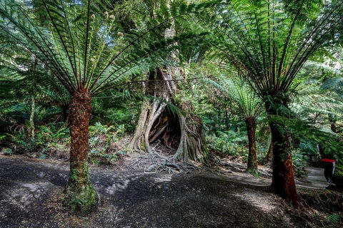 Adelaide To Melbourne 3-Day Trip Through Grampians And Great Ocean Road - NT Tourism 4