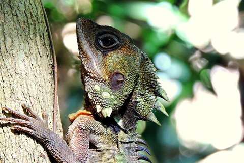 Daintree Rainforest, Cape Tribulation, Mossman Gorge In A Day - Accommodation NT 8