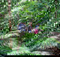 Full Day Daintree Rainforest and Mossman Gorge Tour - Accommodation NT