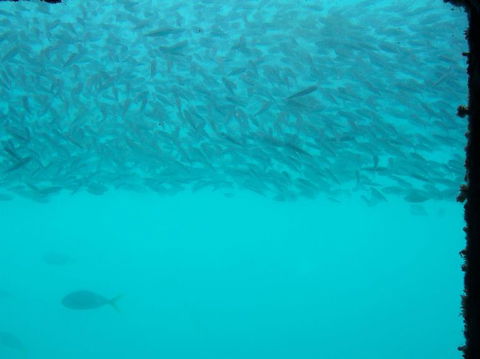 Great Barrier Reef Day Cruise To Reefworld - Accommodation NT 10
